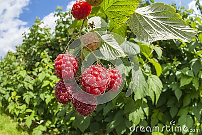 Sweet raspberry Stock Photo