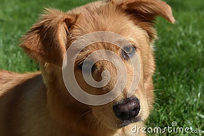 Sweet Red Dog with Whiskers on His Face Stock Photo