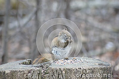 Snacking red squirrel on a tree stump. Stock Photo