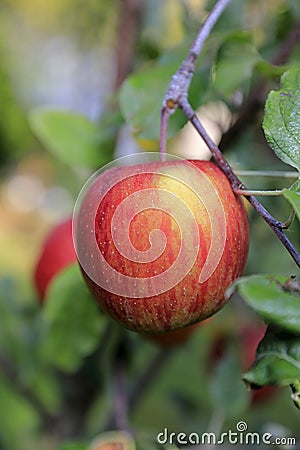 Sweet and ripe fruit, apple Braeburn Stock Photo