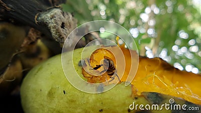 Sweet Ripen mango attrack bee interest Stock Photo