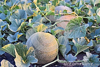 Rockmelons in rockmelon plantation at dusk time Stock Photo