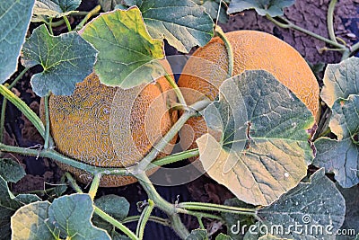 Rockmelons in rockmelon plantation at dusk time Stock Photo