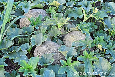 Rockmelons in rockmelon plantation at dusk time Stock Photo