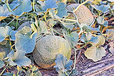 Rockmelons in rockmelon plantation at dusk time Stock Photo