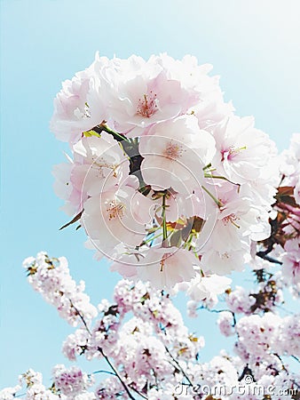 Sweet sakura Stock Photo