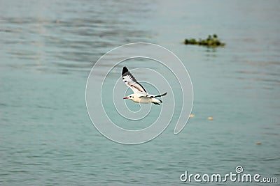 A sweet searing blade flies over the water to catch prey Stock Photo