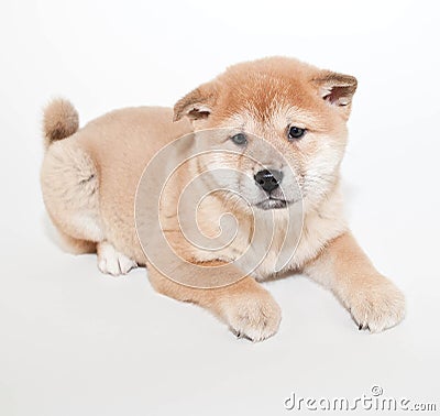 Shiba inu Puppy Stock Photo