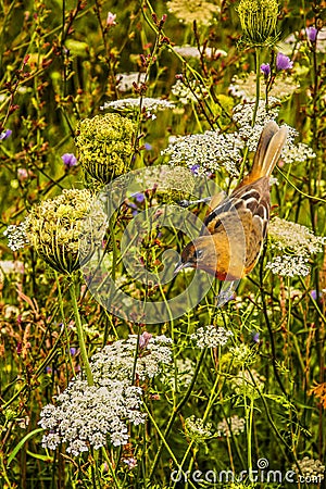 Female Baltimore Oriole in Wild Flowers Stock Photo