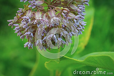 The Sweet Smell of Milkyweed Stock Photo