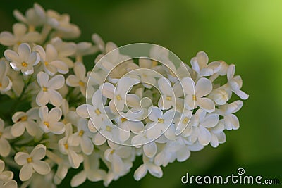 The sweet smell of spring Stock Photo