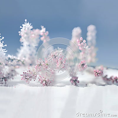 Sweet soft pink flowers. Stock Photo