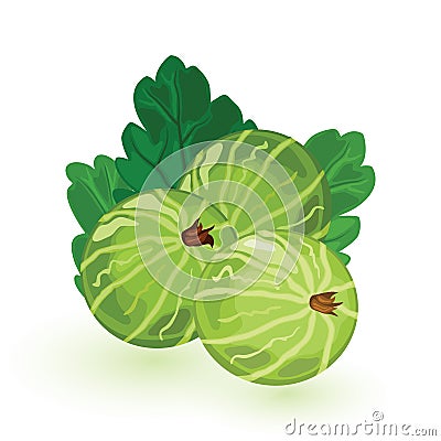 Sweet and sour green gooseberry with leaves. Berries are natural antioxidant. Vector Illustration