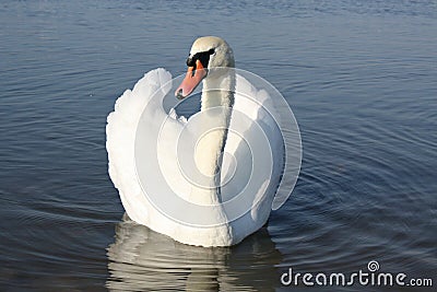 sweet swan nature world water lake bird Stock Photo