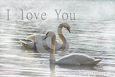 Sweet swans, symbols of love. Stock Photo