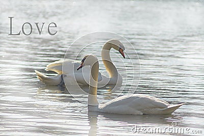 Sweet swans, symbols of love. Stock Photo