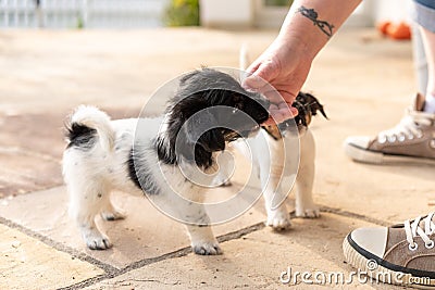 Cute tricolor Jack Russell Terrier puppies playing with her owner. 7,5 weeks old young doggies Stock Photo