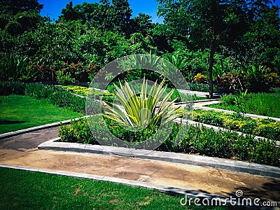Sweet Tropical Garden View With Furcraea Foetida Plants In The Garden Stock Photo