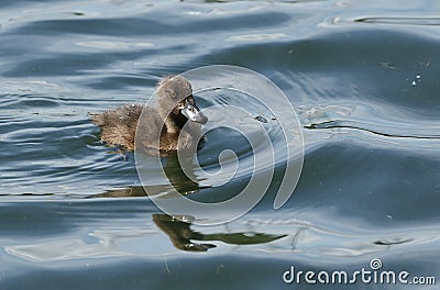 A sweet Tufted Duck duckling, Aythya fuligula, swimming on a lake in the UK. Stock Photo