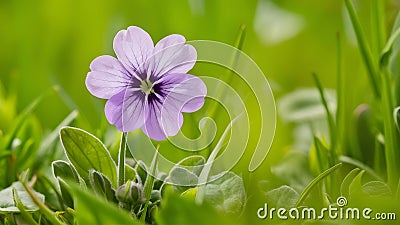 Sweet violet viola odorata isolated on pristine white background Stock Photo