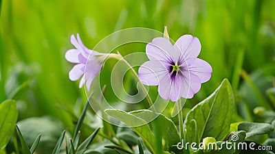 Sweet violet viola odorata isolated on pristine white background Stock Photo