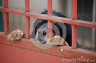 Sweet watchdog Stock Photo