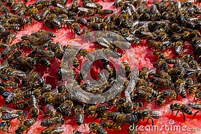 Sweet watermelon. A huge number of bees on a ripe red watermelon Stock Photo