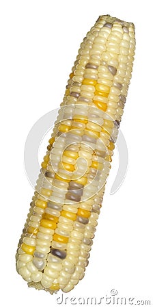 Sweet waxy corn Stock Photo