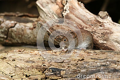 A cute wild Bank Vole, Myodes glareolus eating a nut sitting on a log in woodland. Stock Photo