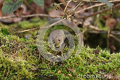 A cute wild Bank Vole, Myodes glareolus foraging for food in woodland. Stock Photo