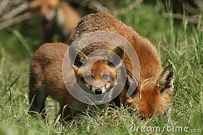 A cute wild Red Fox cub, Vulpes vulpes, standing in the long grass next to the vixen. Stock Photo