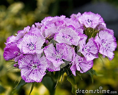 Sweet William Stock Photo