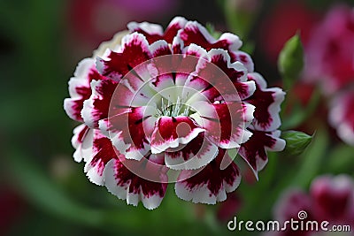 Sweet William (Dianthus barbatus) (Generative AI) Stock Photo