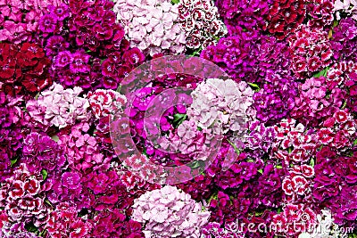 Sweet William. Stock Photo