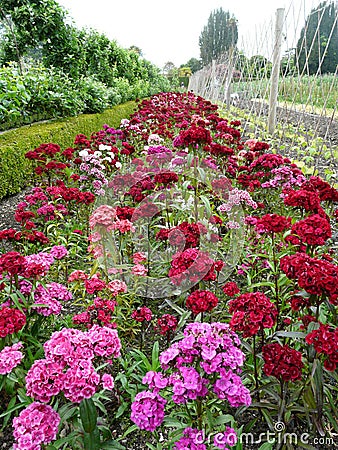 Sweet William flowers Stock Photo