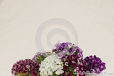 Sweet william flowers bouquet Stock Photo