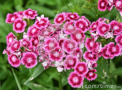 Sweet William flowers Dianthus barbatus Stock Photo