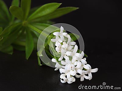 Sweet Woodruff Stock Photo