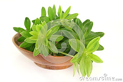 Sweet woodruff Stock Photo