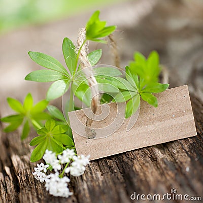 Sweet woodruff Stock Photo