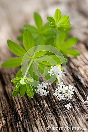 Sweet woodruff Stock Photo