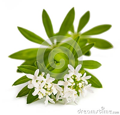 Sweet woodruff flowers Stock Photo
