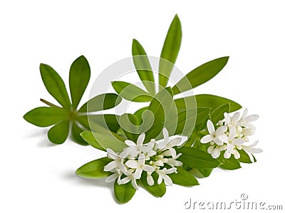 Sweet woodruff flowers Stock Photo