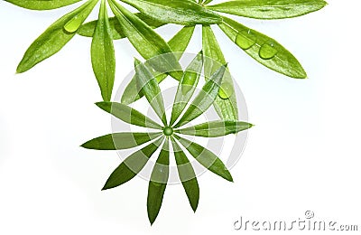 Sweet Woodruff Foliage Stock Photo