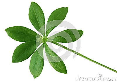 Sweet Woodruff Leaf Stock Photo