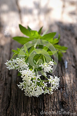 Sweet woodruff Stock Photo