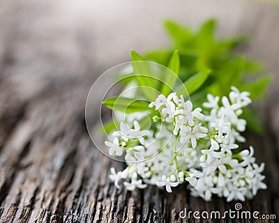 Sweet woodruff Stock Photo