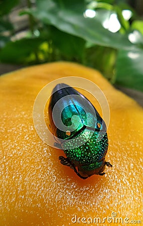 Sweet yellow ripen mango and a bright jewel beetles Stock Photo