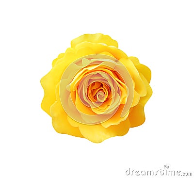 Sweet yellow rose flowers head blooming on white background with clipping path , top view single beautiful natural Stock Photo