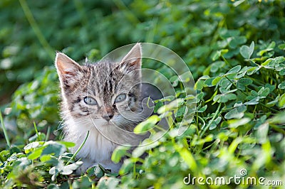 Sweet young kitten in the grass among the clover Stock Photo
